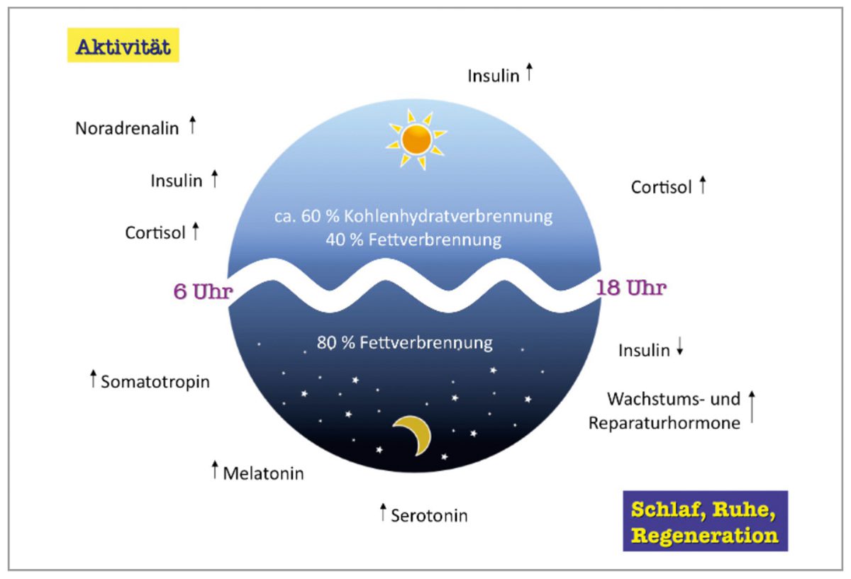 Innerer Rhythmus und Regeneration