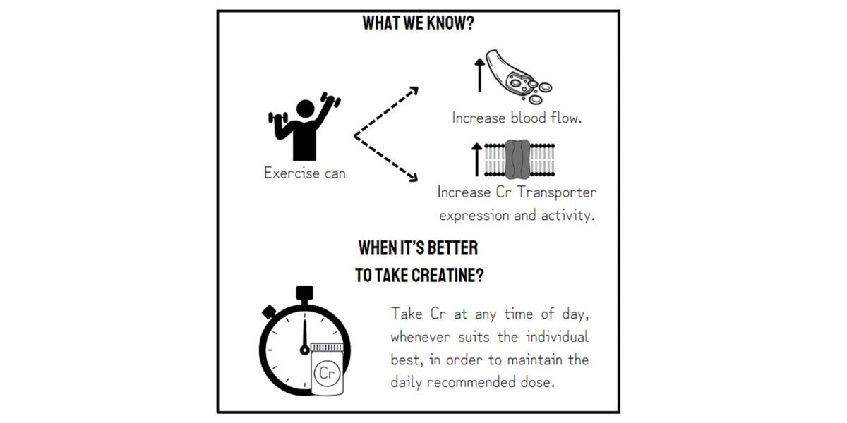 Timing of Creatine Supplementation Around Exercise sportärztezeitung